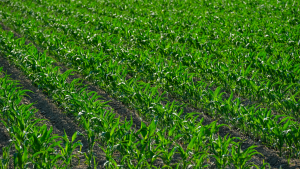 Agricultura brasileira